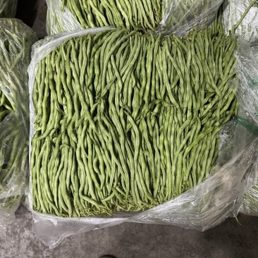 无茎豆无茎豆量大价格便宜价格优美优美