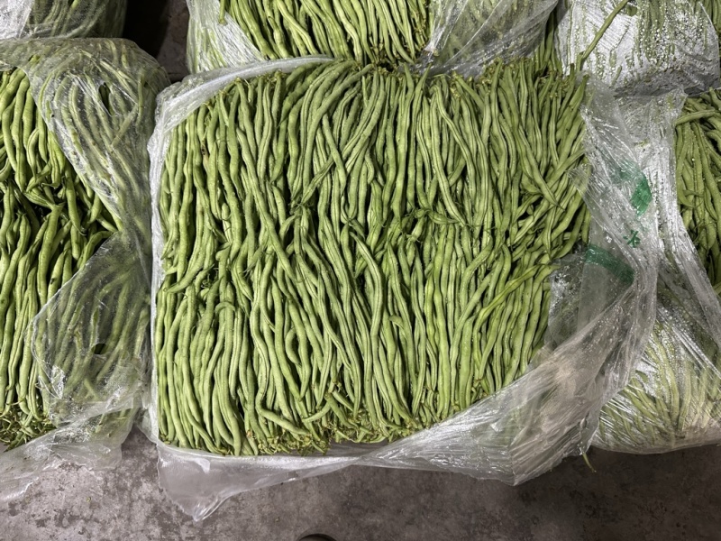 无茎豆无茎豆量大价格便宜价格优美优美