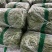 无茎豆无茎豆量大价格便宜价格优美优美