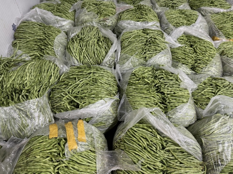 无茎豆无茎豆量大价格便宜价格优美优美