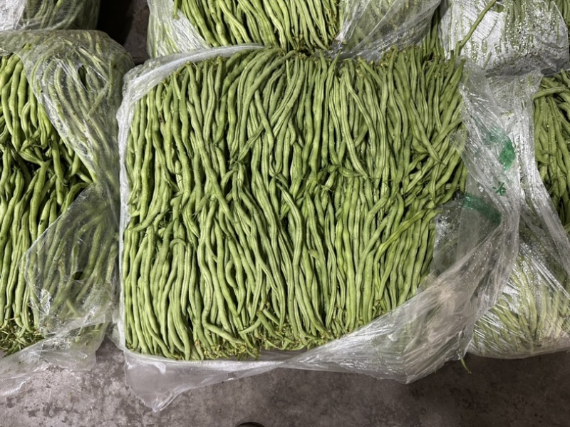 无茎豆无茎豆量大价格便宜价格优美优美