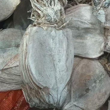 水发鱿鱼干干鱿鱼