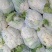 湖北松花菜有机花菜大量上市品质保证，欢迎来电咨询