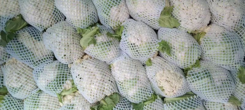 湖北松花菜有机花菜大量上市品质保证，欢迎来电咨询