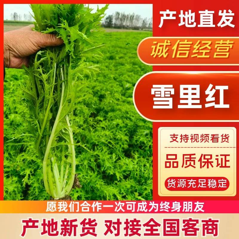 湖北精品雪里红，量大质优货源稳定诚信经营，欢迎来电