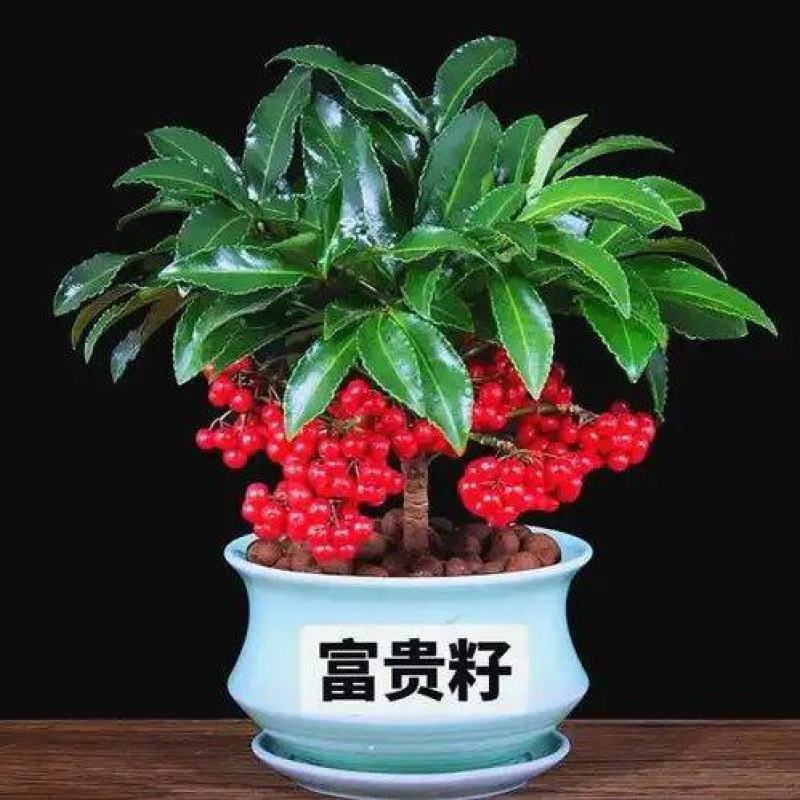 黄金万两，富贵籽