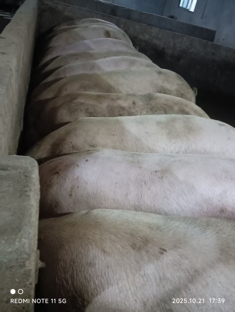 四川自养大猪大量供应，一手货源视频看货欢迎致电