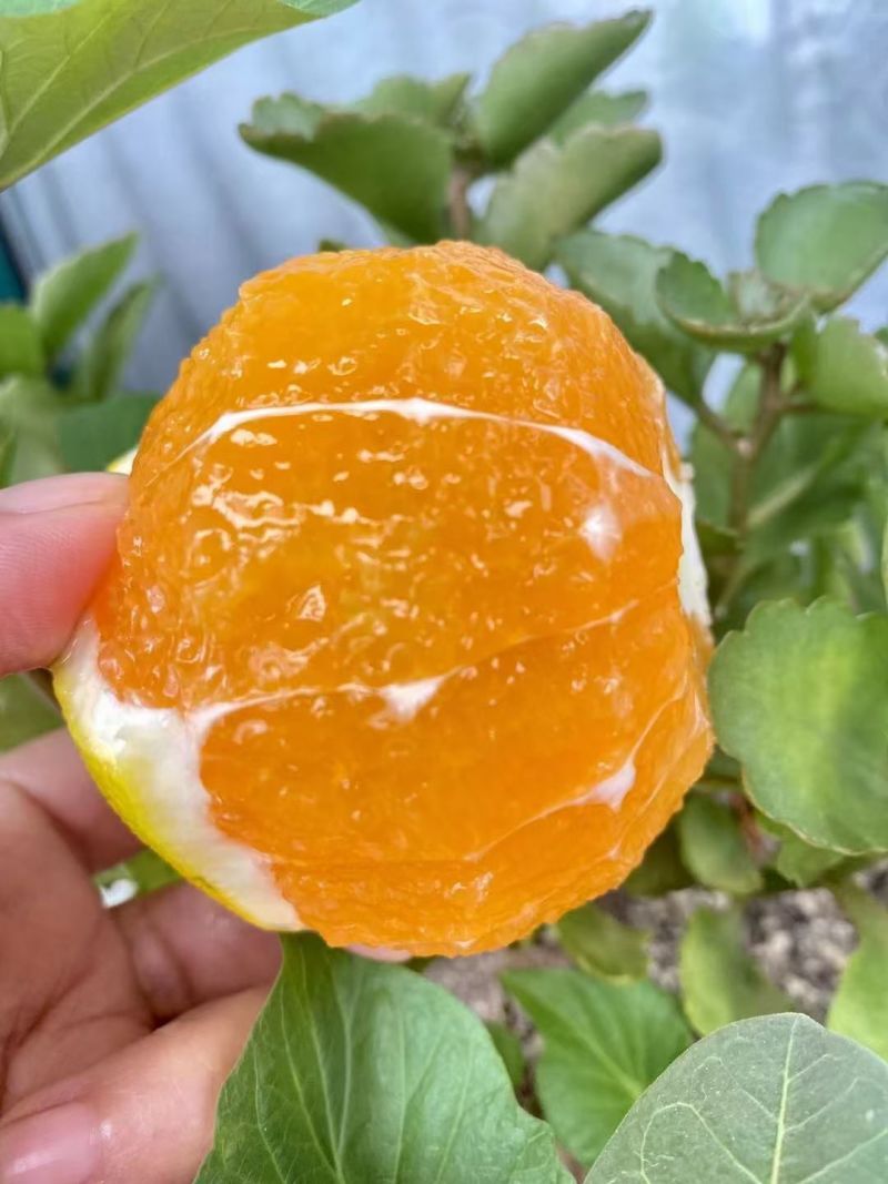 （一件代发）脐橙对接各种平台各种主播多仓发货详谈为准