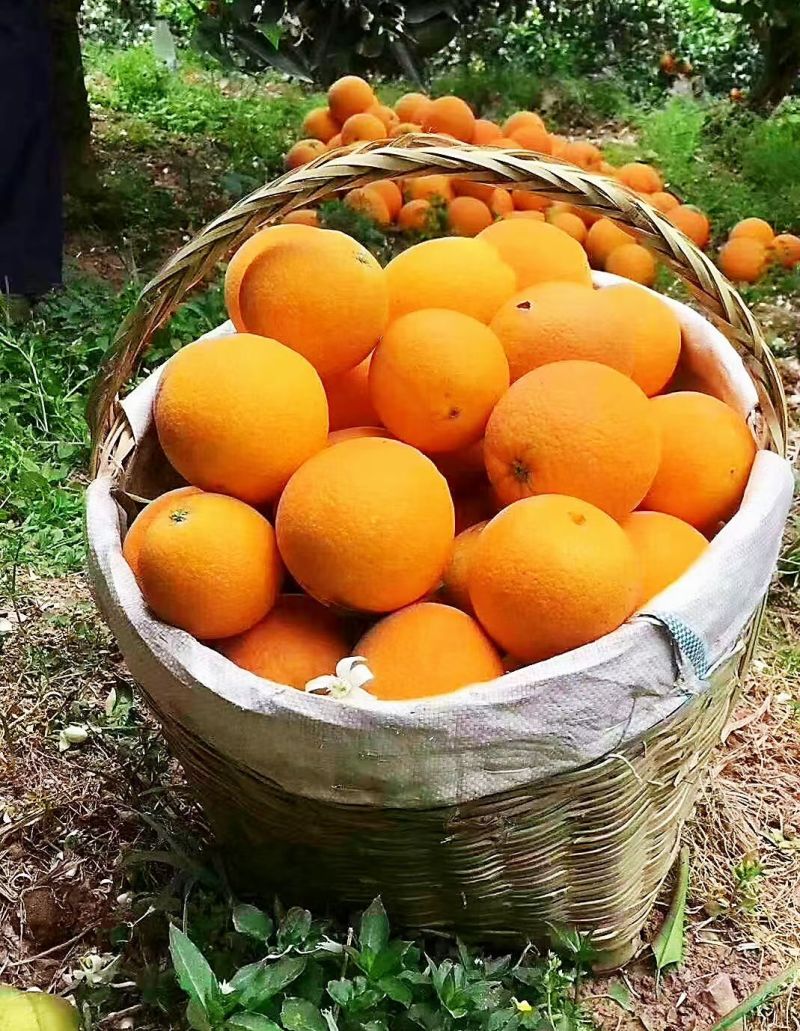 （一件代发）脐橙对接各种平台各种主播多仓发货详谈为准