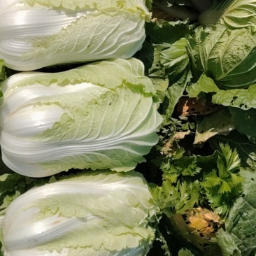 精品白菜