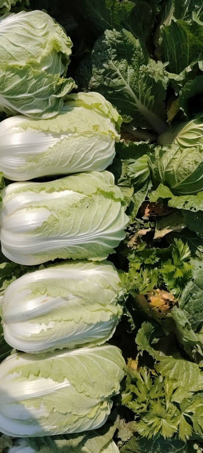 精品白菜