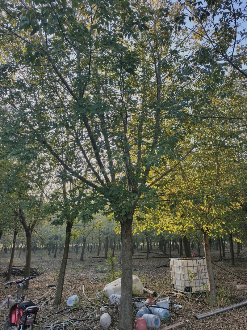 复叶槭基地苗圃直销价格美丽保证成活欢迎采购