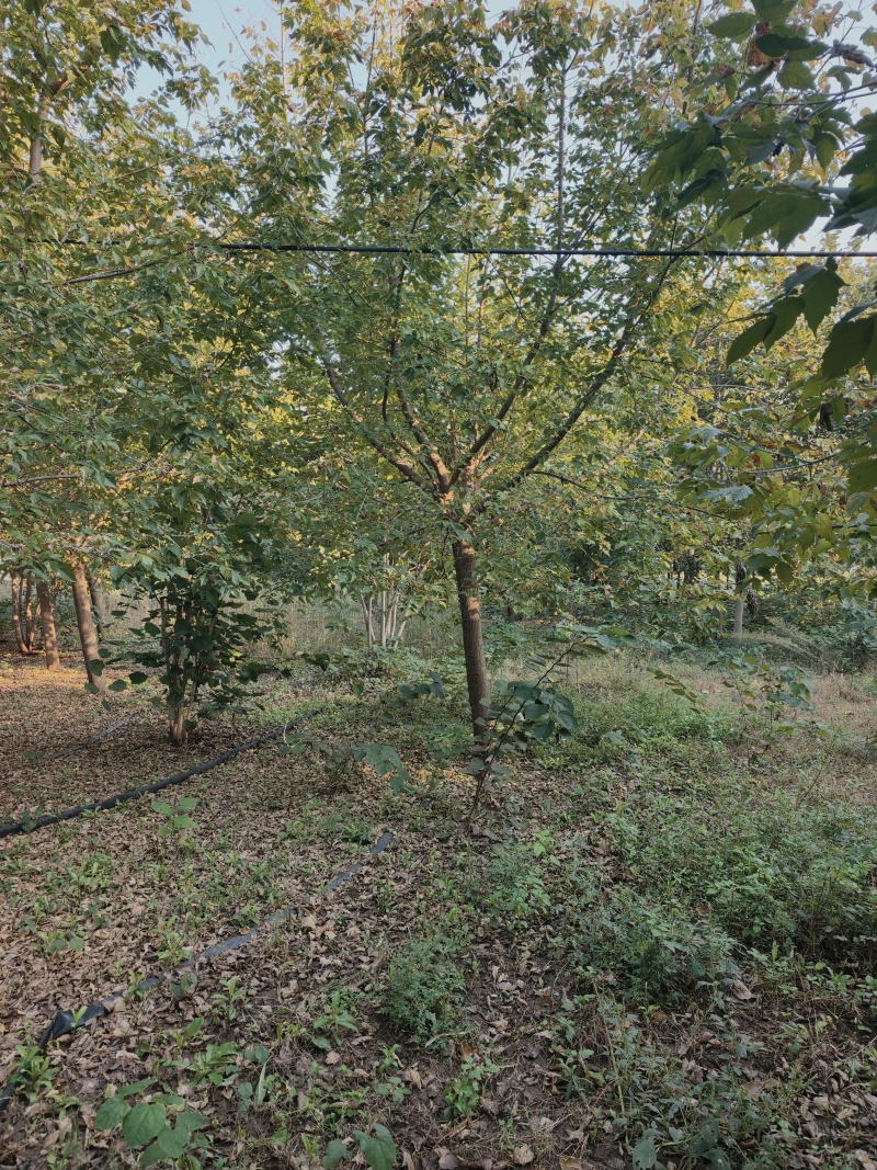 复叶槭基地苗圃直销价格美丽保证成活欢迎采购