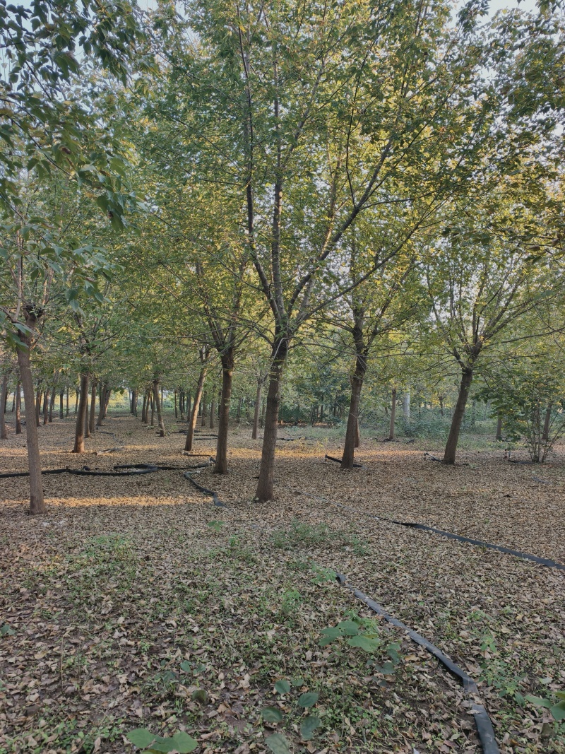 复叶槭基地苗圃直销价格美丽保证成活欢迎采购