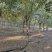 复叶槭基地苗圃直销价格美丽保证成活欢迎采购