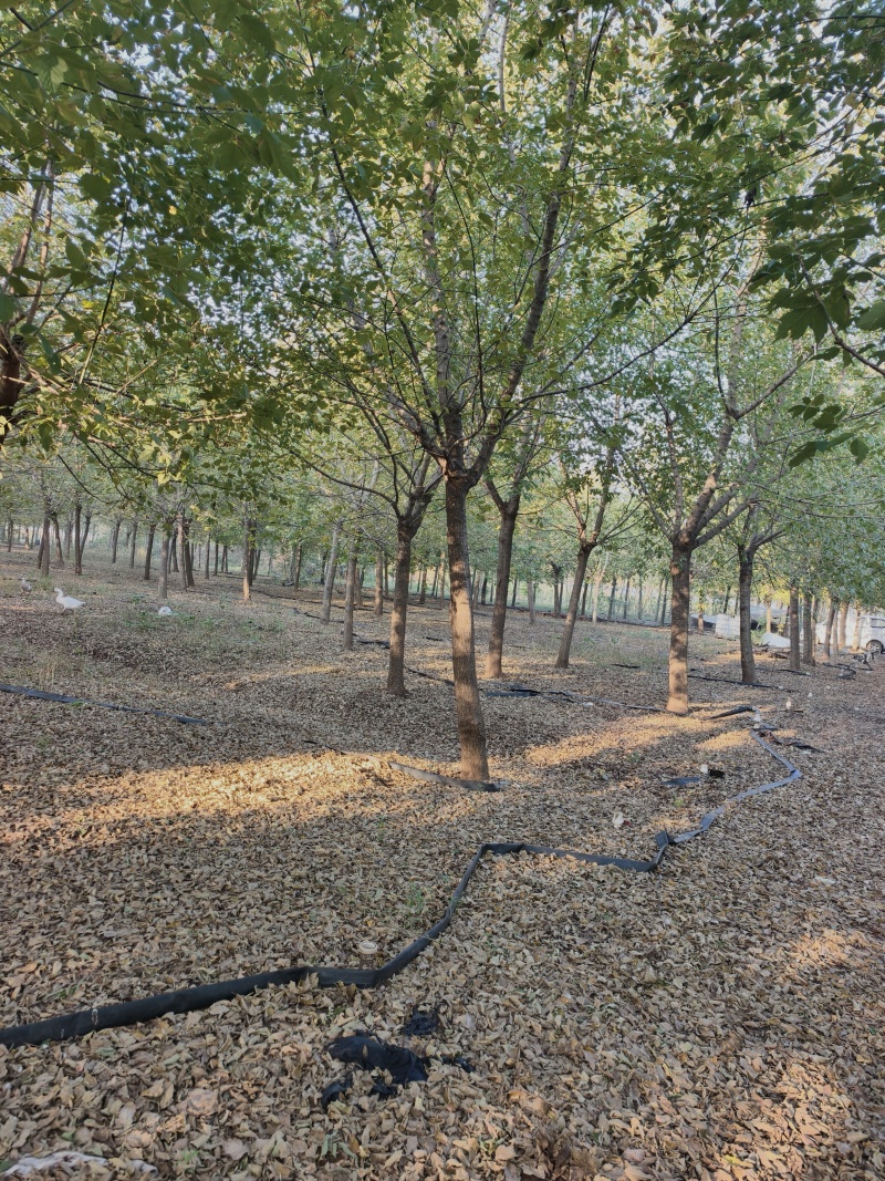 复叶槭基地苗圃直销价格美丽保证成活欢迎采购