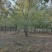 复叶槭基地苗圃直销价格美丽保证成活欢迎采购