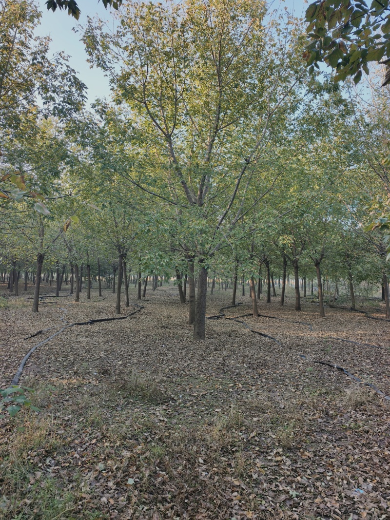 复叶槭基地苗圃直销价格美丽保证成活欢迎采购