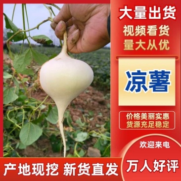 湖北天门豆薯/凉薯，脆甜多汁，质量保证，欢迎来电咨询