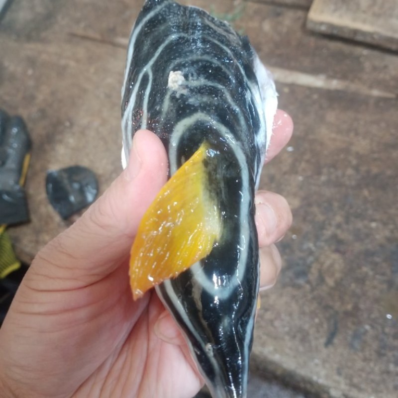 河豚鱼