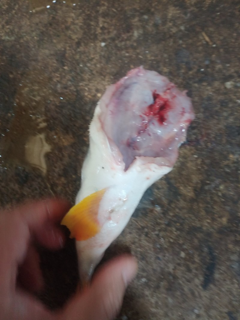 河豚鱼