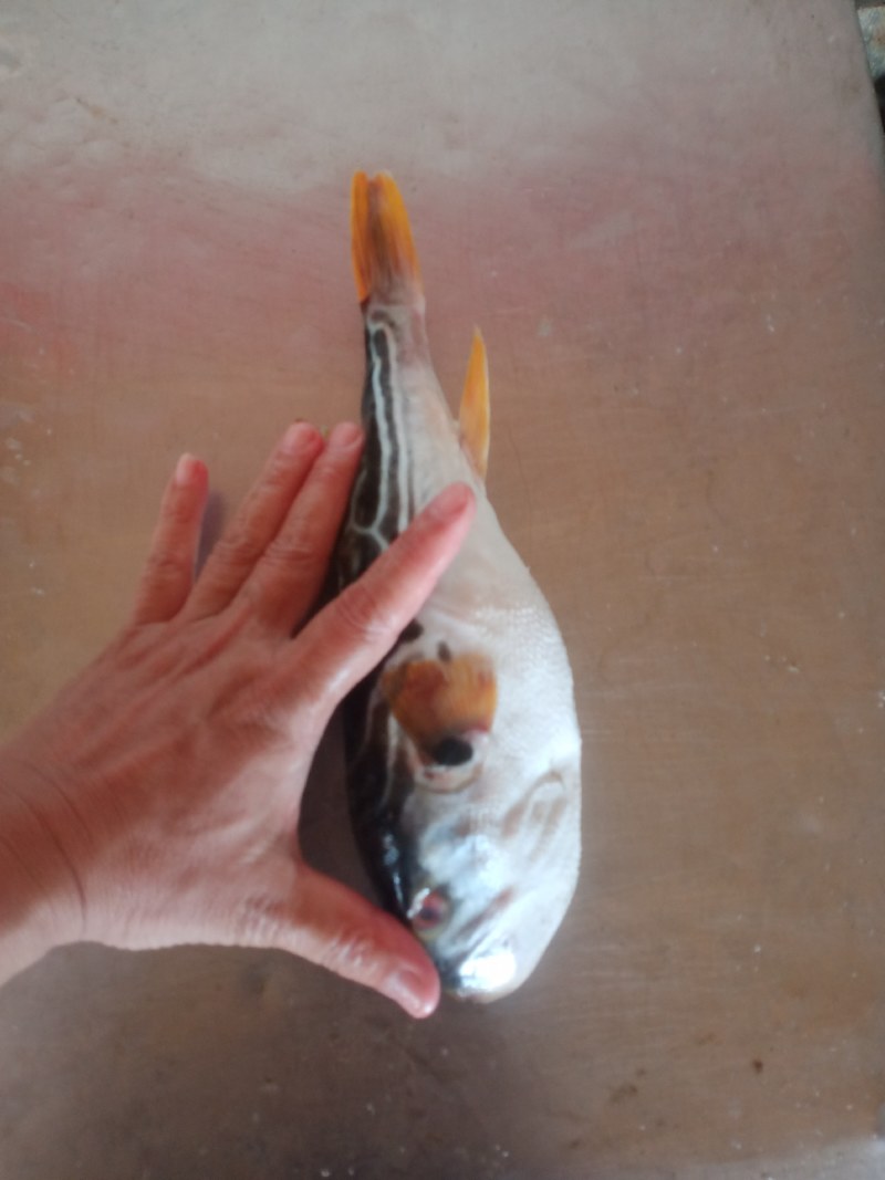 河豚鱼