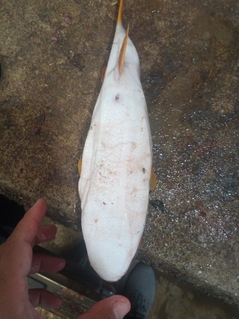 河豚鱼