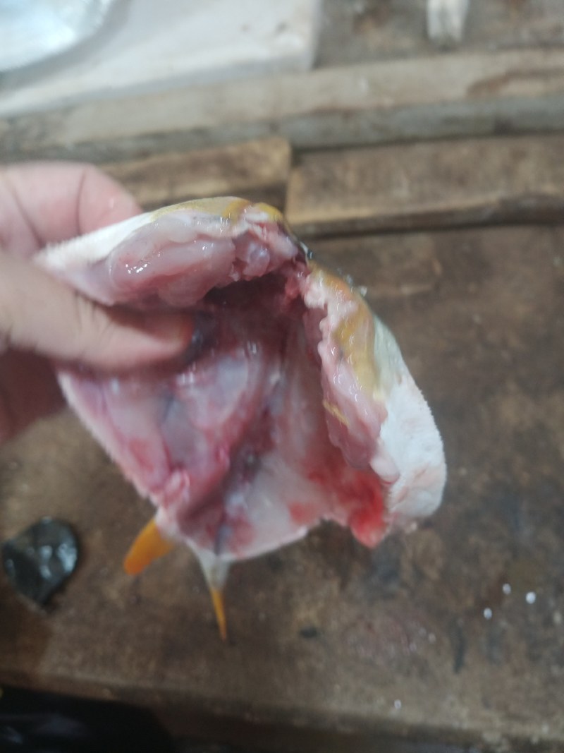 河豚鱼
