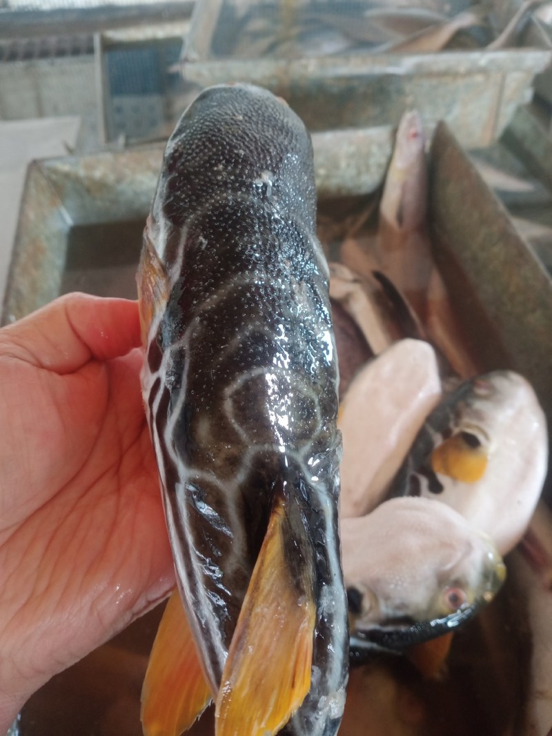 河豚鱼