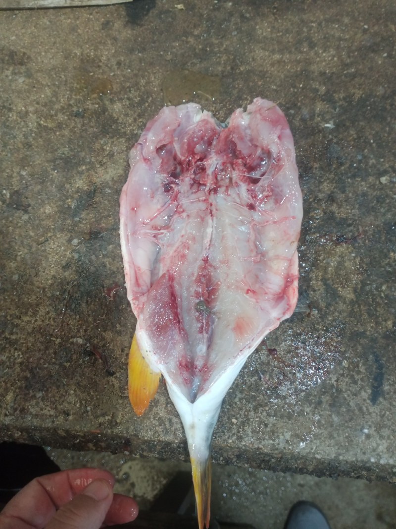 河豚鱼