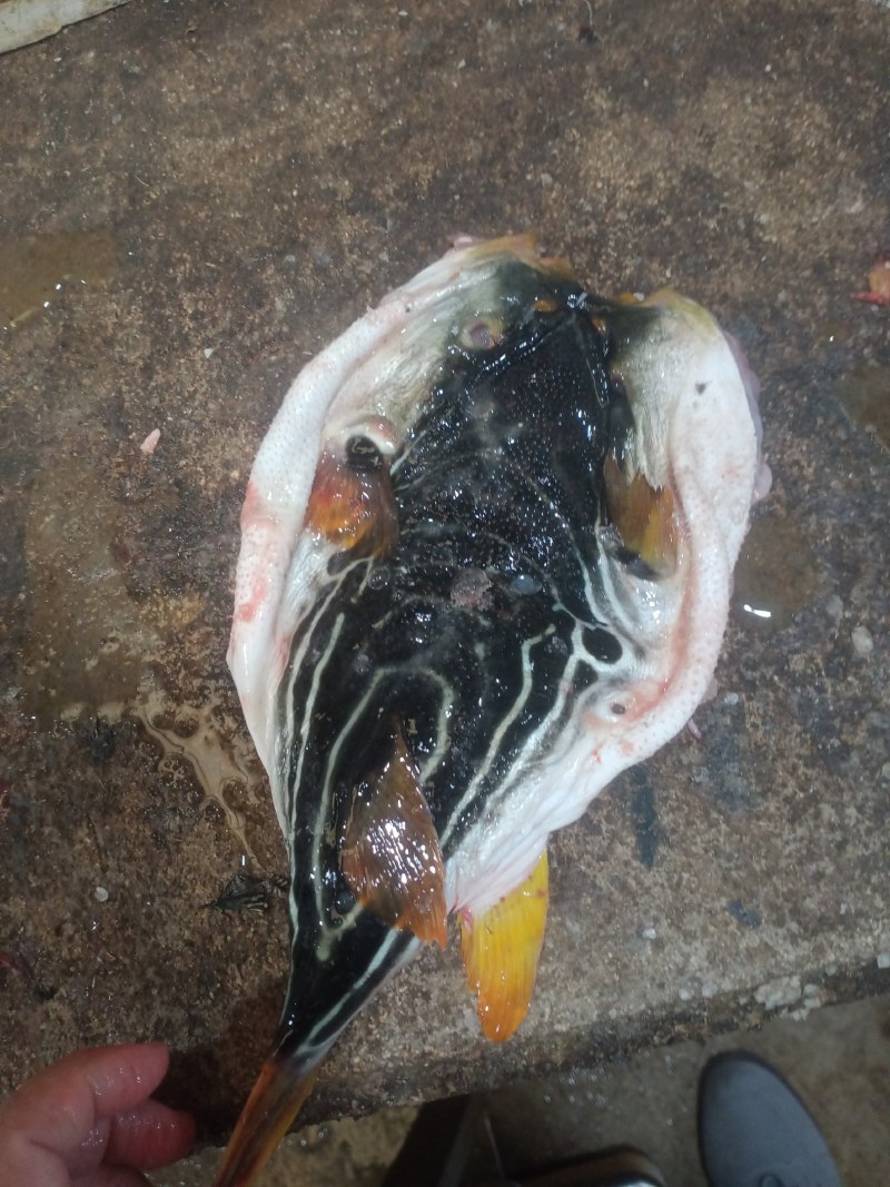 河豚鱼