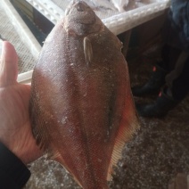 扁口鱼