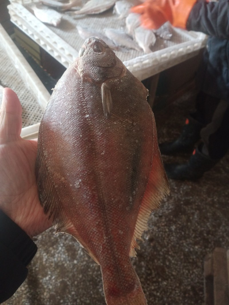 扁口鱼