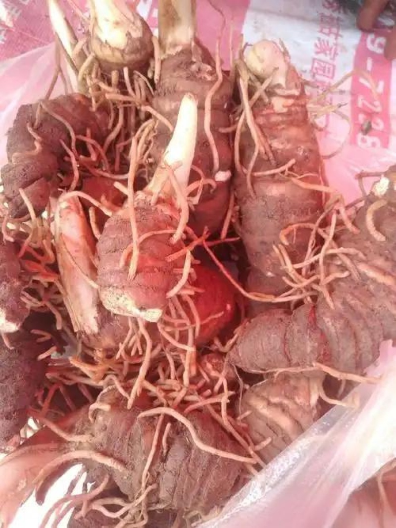 大叶高杆滇重楼