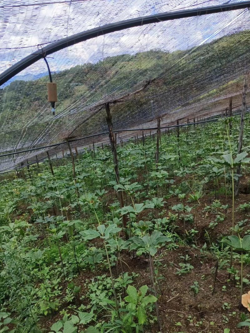 大叶高杆滇重楼