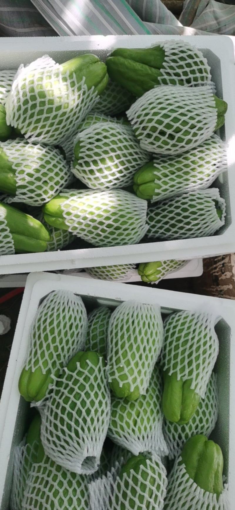 精品佛手瓜，洋瓜，黑绿黑绿，大量有货～