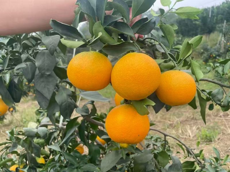 爱媛果冻橙，产地直发甜度12，保质保量无后顾之忧