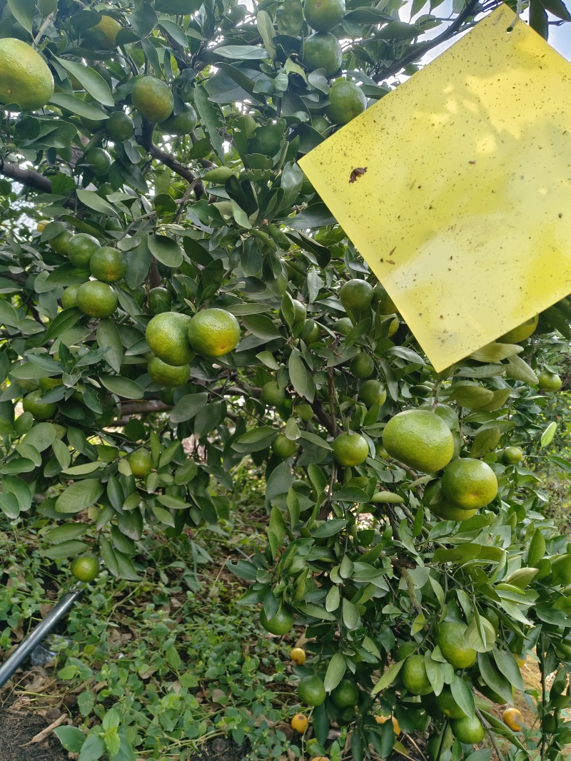 产地直销普早蜜橘大量上市现摘现发皮薄多汁无渣无核
