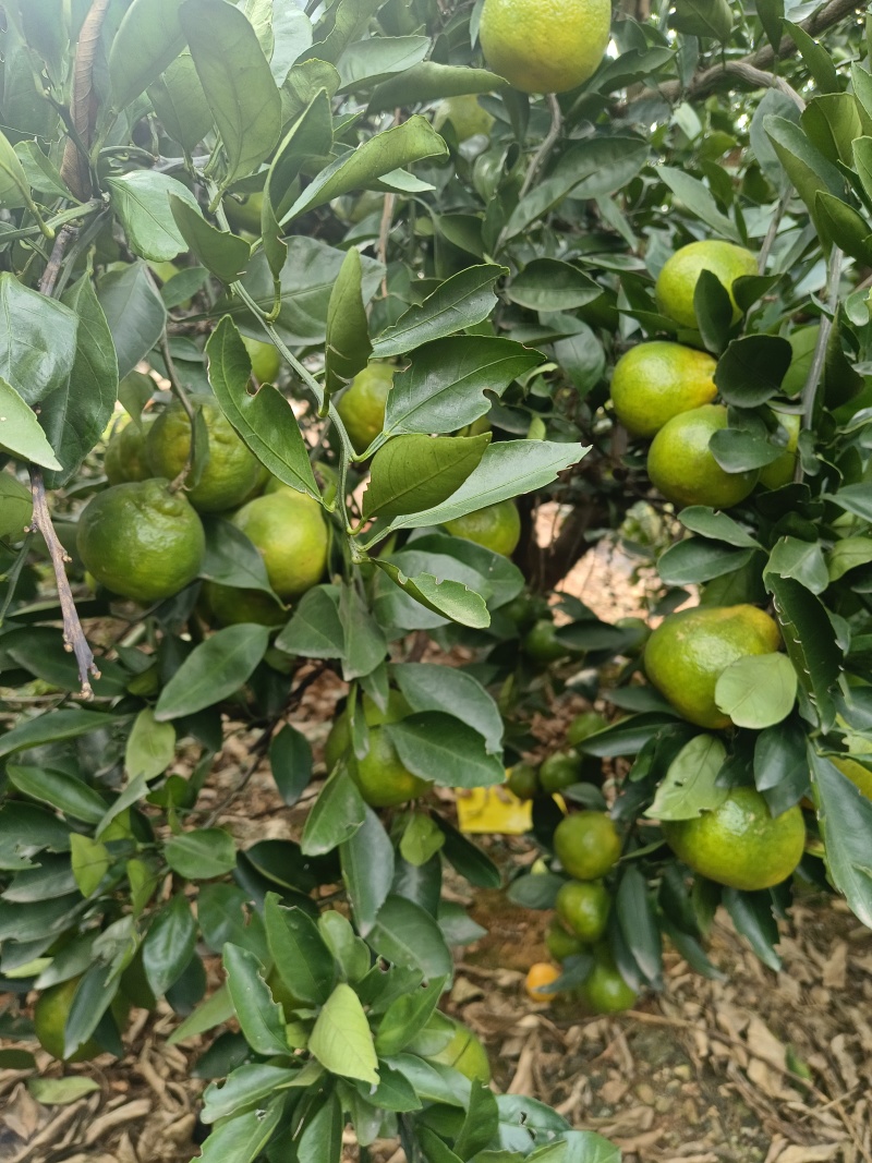 产地直销普早蜜橘大量上市现摘现发皮薄多汁无渣无核