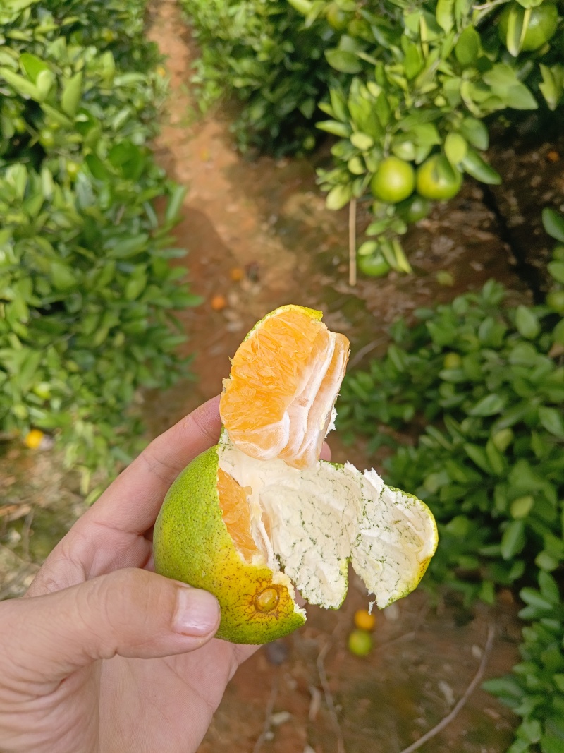 产地直销普早蜜橘大量上市现摘现发皮薄多汁无渣无核