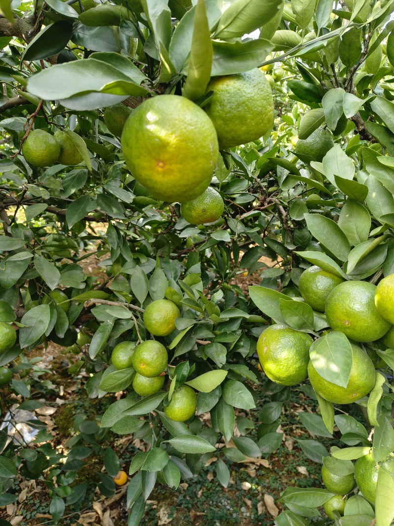 产地直销普早蜜橘大量上市现摘现发皮薄多汁无渣无核