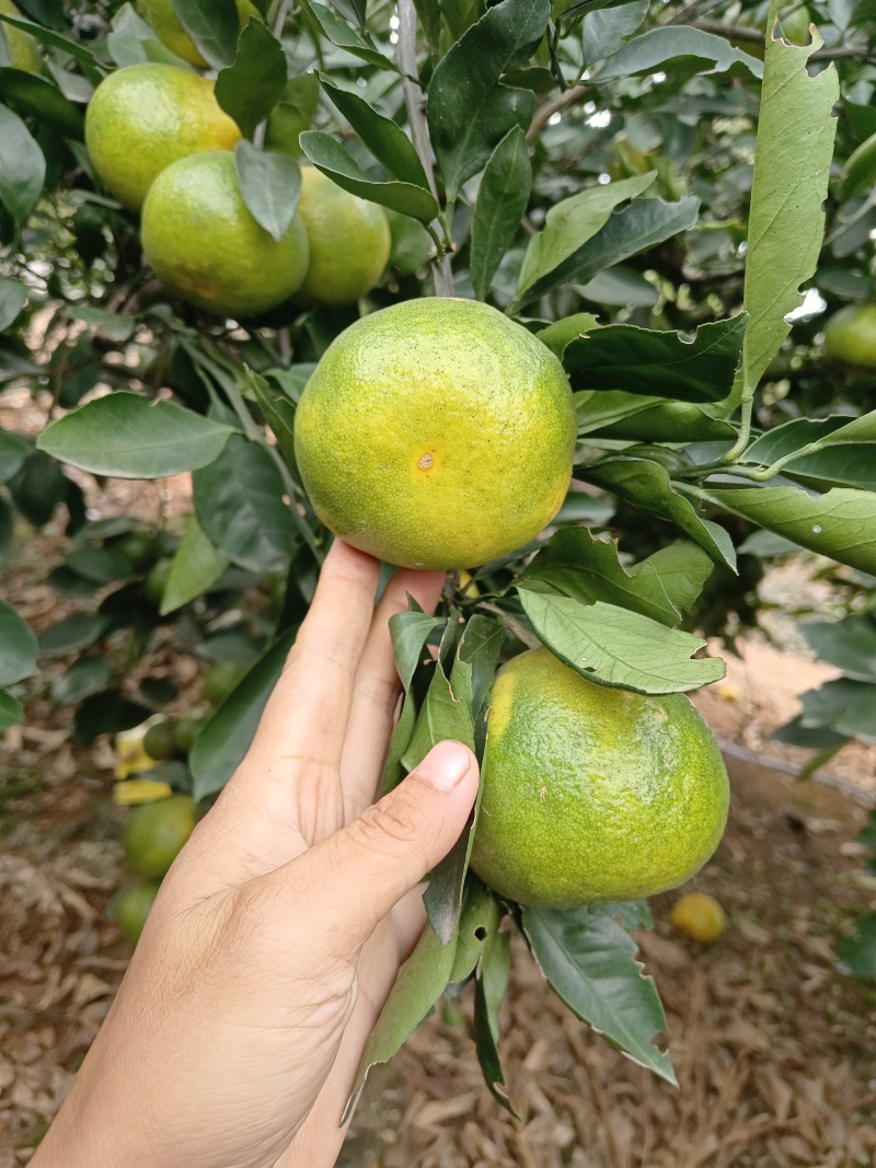 产地直销普早蜜橘大量上市现摘现发皮薄多汁无渣无核