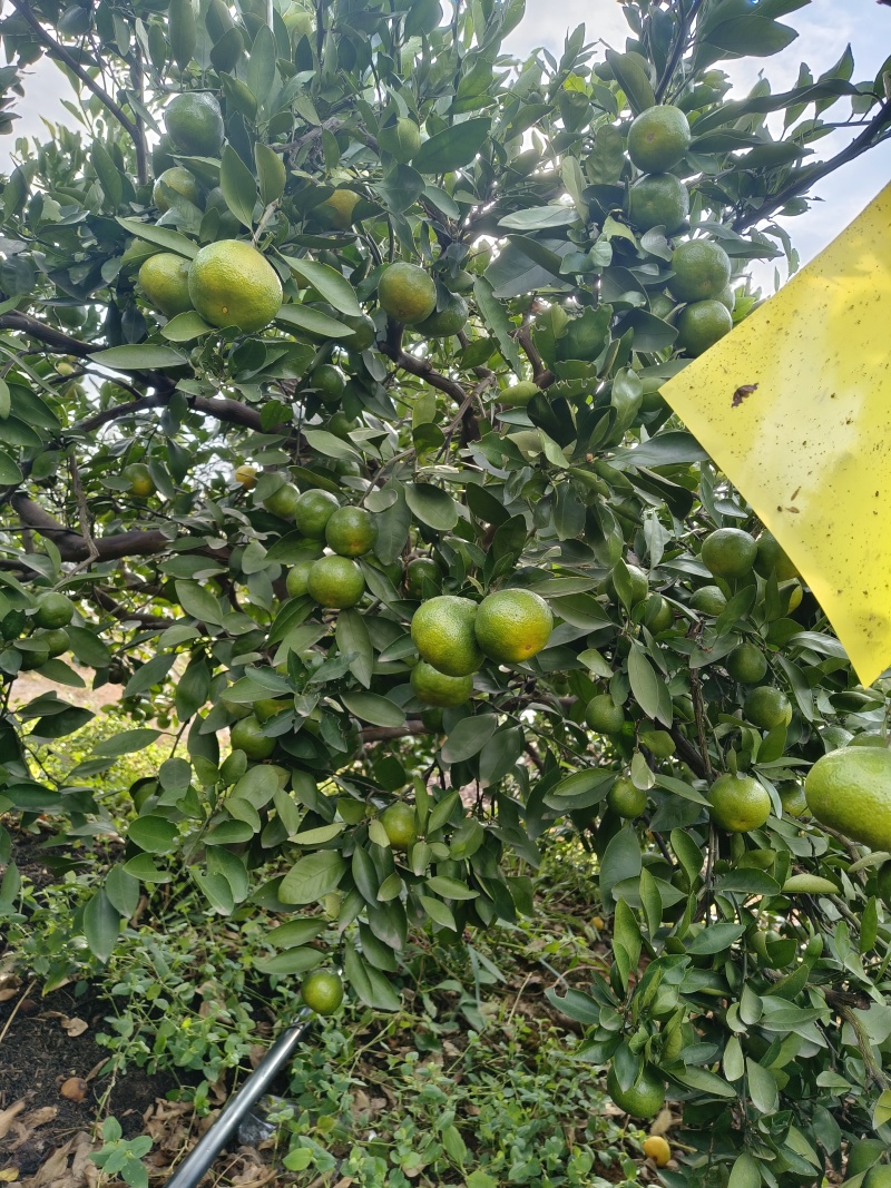 产地直销普早蜜橘大量上市现摘现发皮薄多汁无渣无核