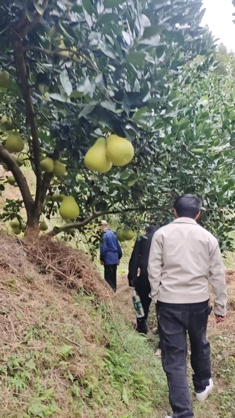 安江雪峰冰糖柚大量接单产地直发诚信合作欢迎来电