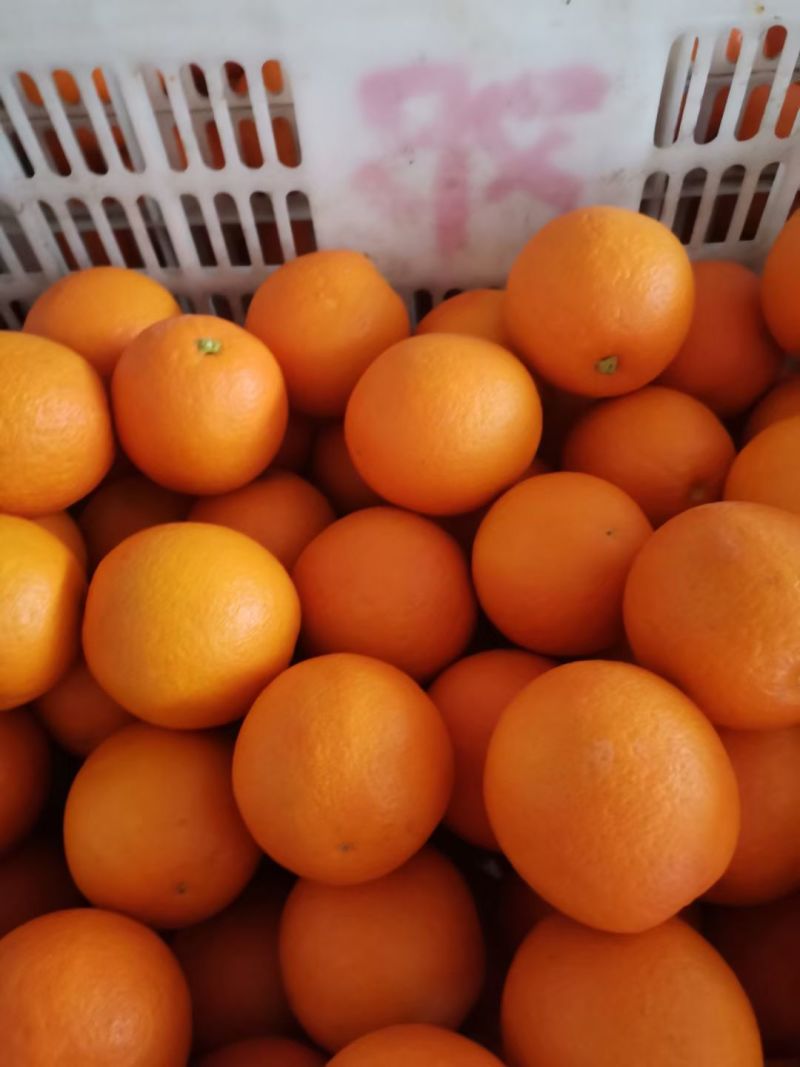 （一件代发）脐橙对接抖音拼多多小红书淘工厂视频号品质保证