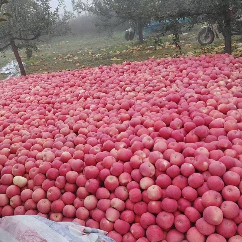 延安宜川苹果