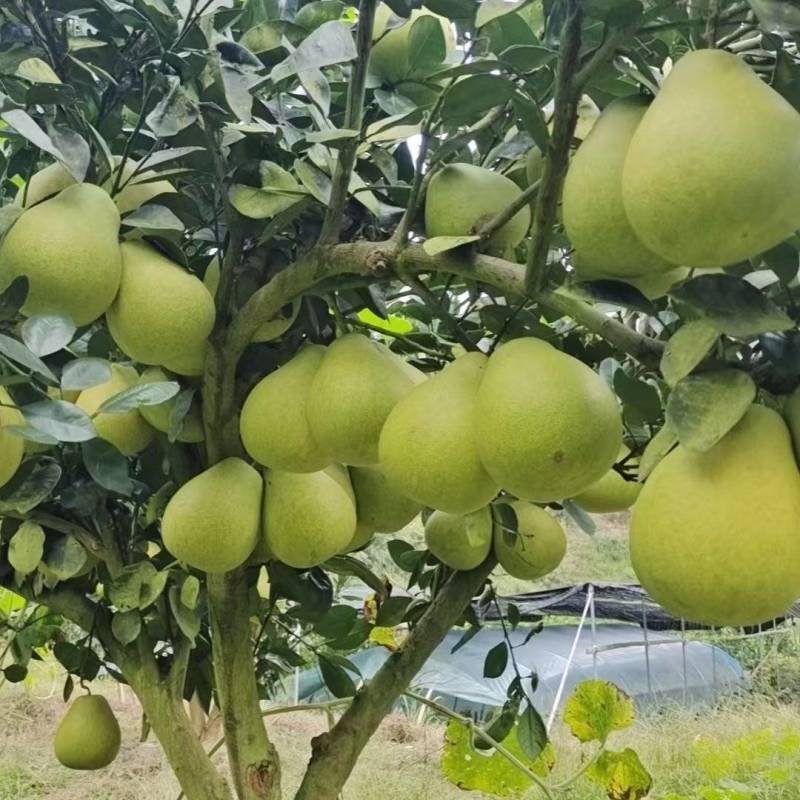 湖南冰糖柚大量接单产地直发量大从优欢迎来电