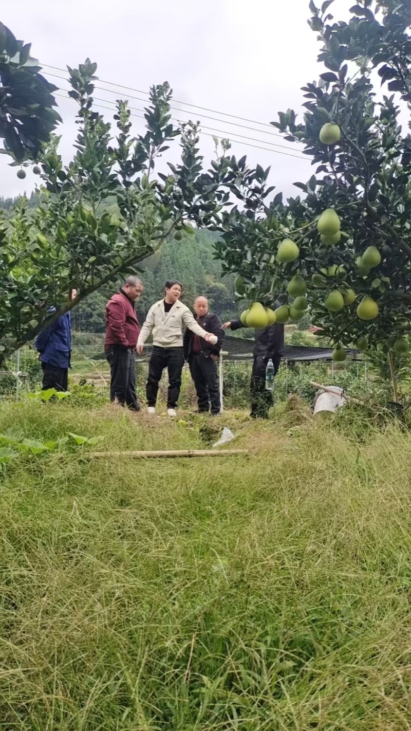 湖南冰糖柚大量接单产地直发量大从优欢迎来电