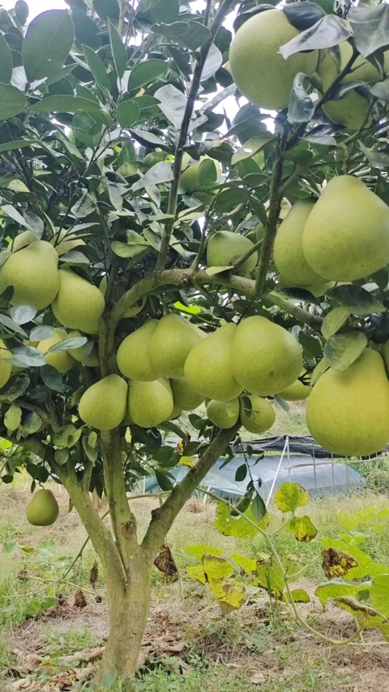 湖南冰糖柚大量接单产地直发量大从优欢迎来电