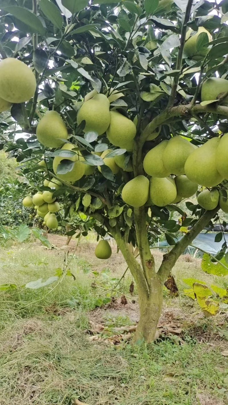 湖南冰糖柚大量接单产地直发量大从优欢迎来电